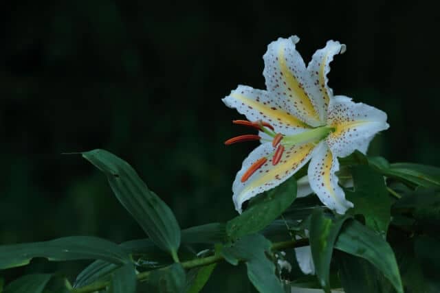 ユリの花