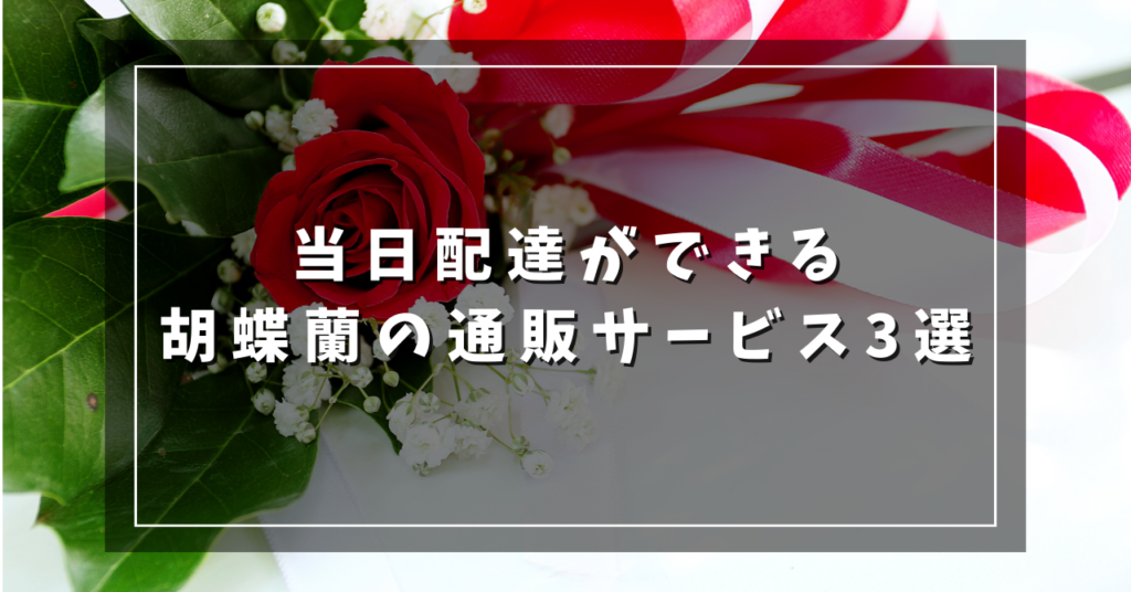当日配達ができる胡蝶蘭の通販サービス3選